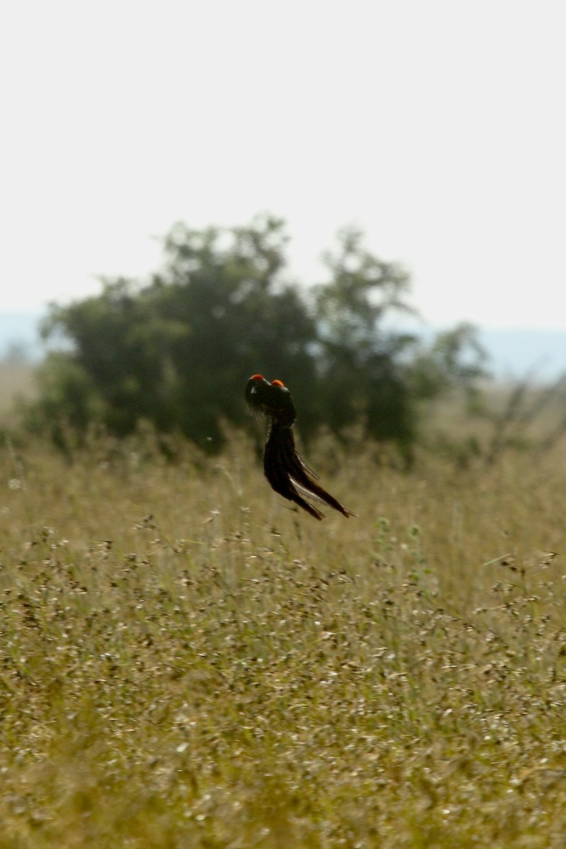 Long-tailed Widowbird - ML619761569