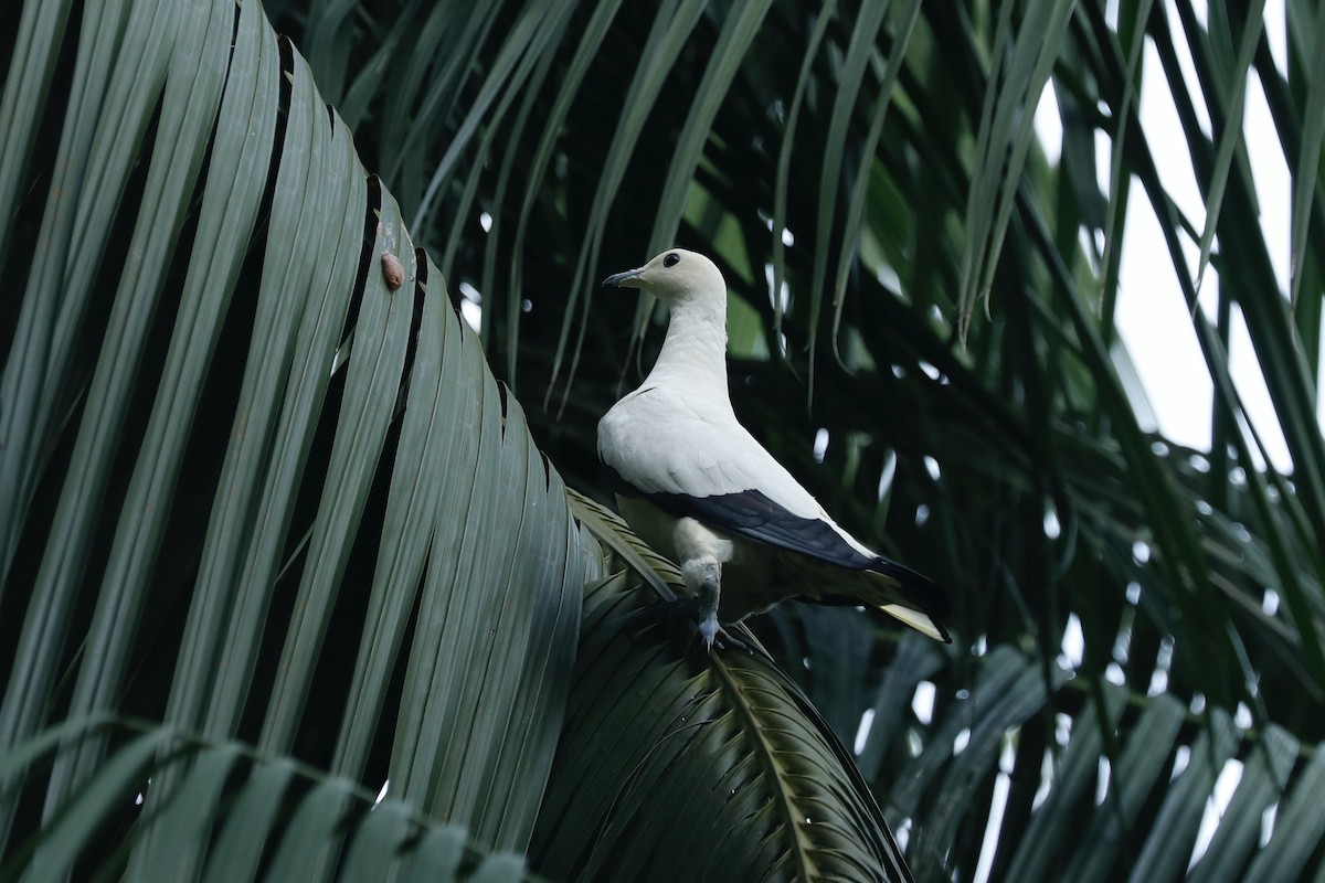 Pied Imperial-Pigeon - ML619761580