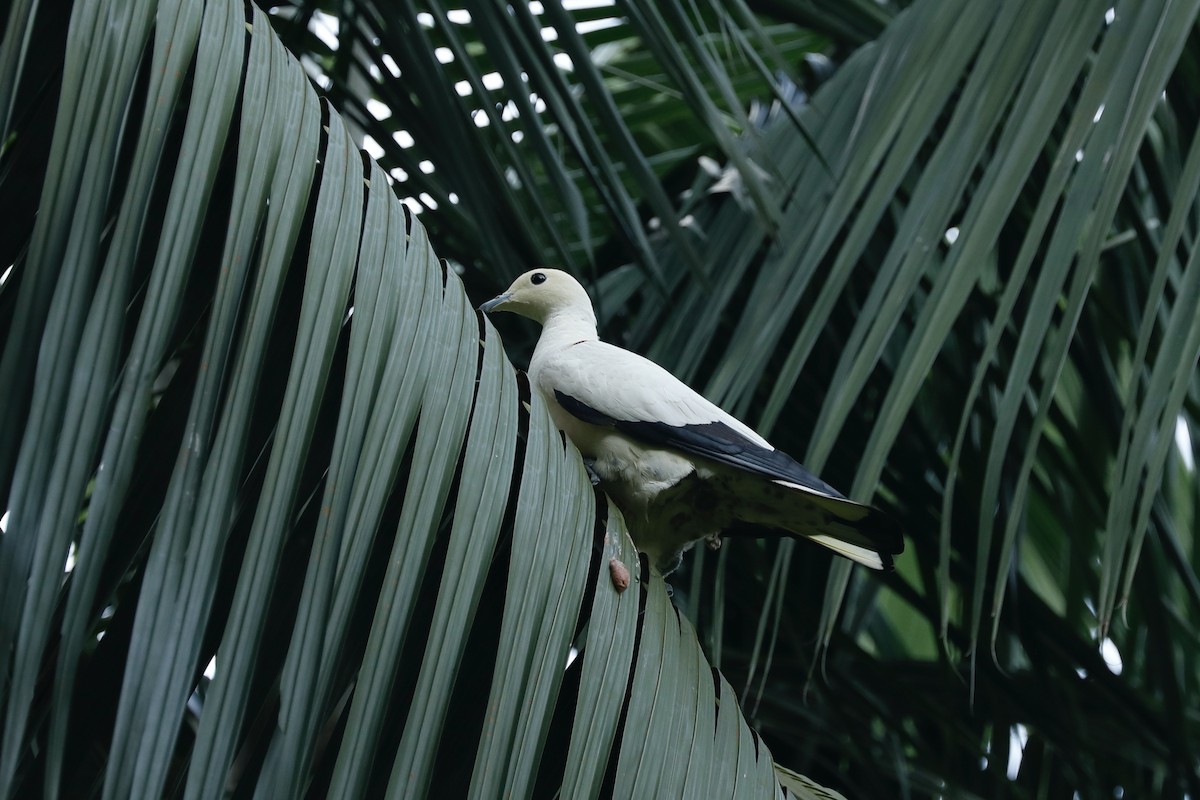 Pied Imperial-Pigeon - ML619761581