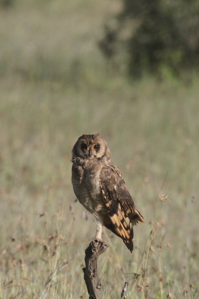 Marsh Owl - ML619761601