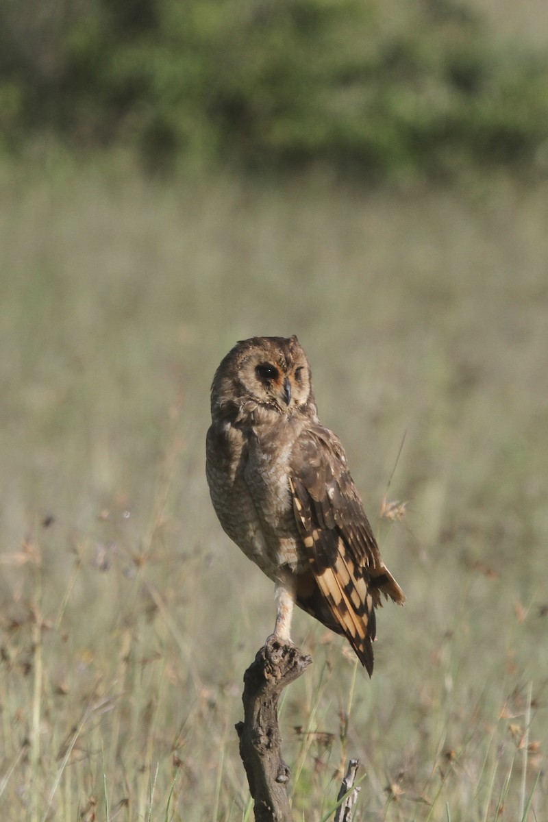 Marsh Owl - ML619761604