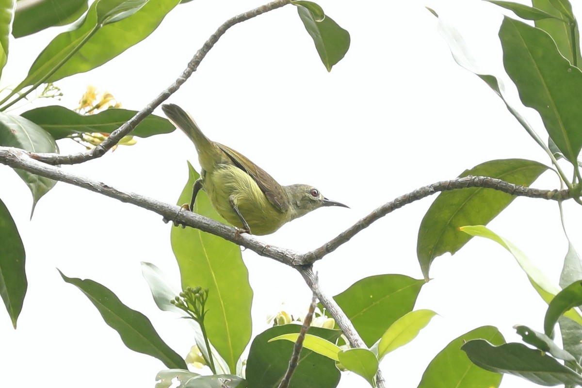 Brown-throated Sunbird - ML619761638