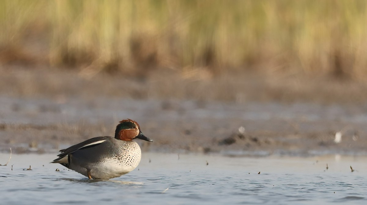 Green-winged Teal - ML619761648