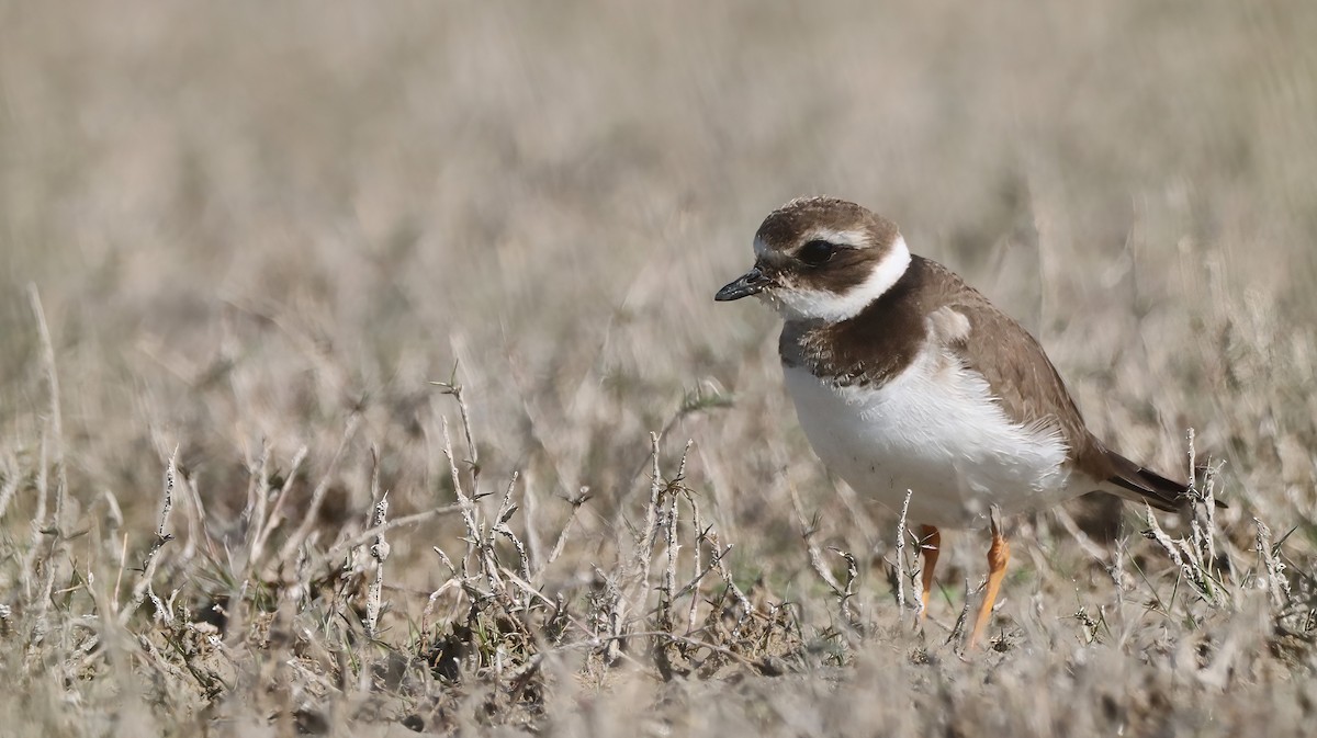 Common Ringed Plover - ML619761667