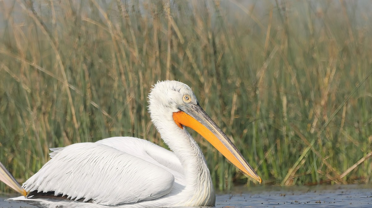 pelikán kadeřavý - ML619761686