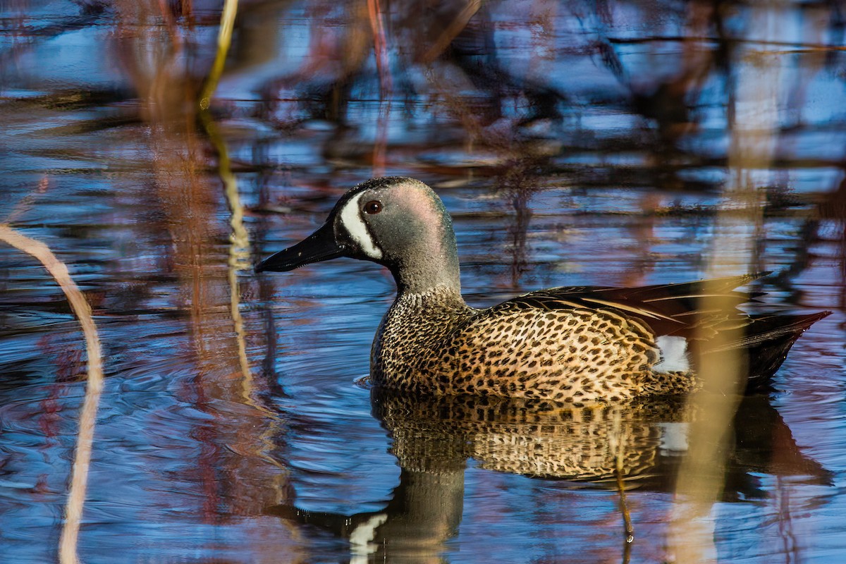 Blue-winged Teal - ML619761694