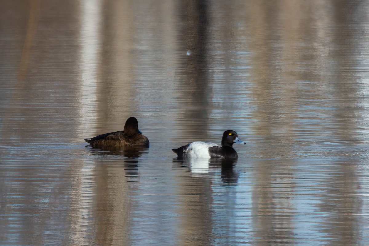 Greater Scaup - ML619761698