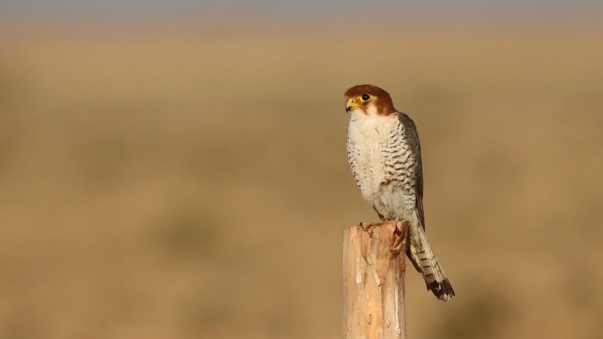 Red-necked Falcon - ML619761712