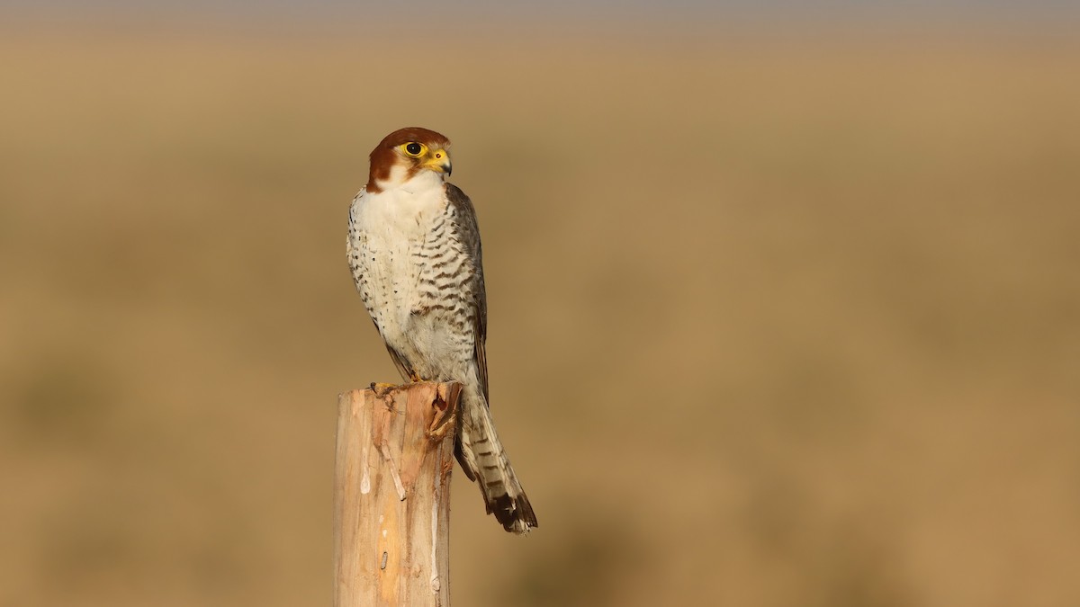 Red-necked Falcon - ML619761713