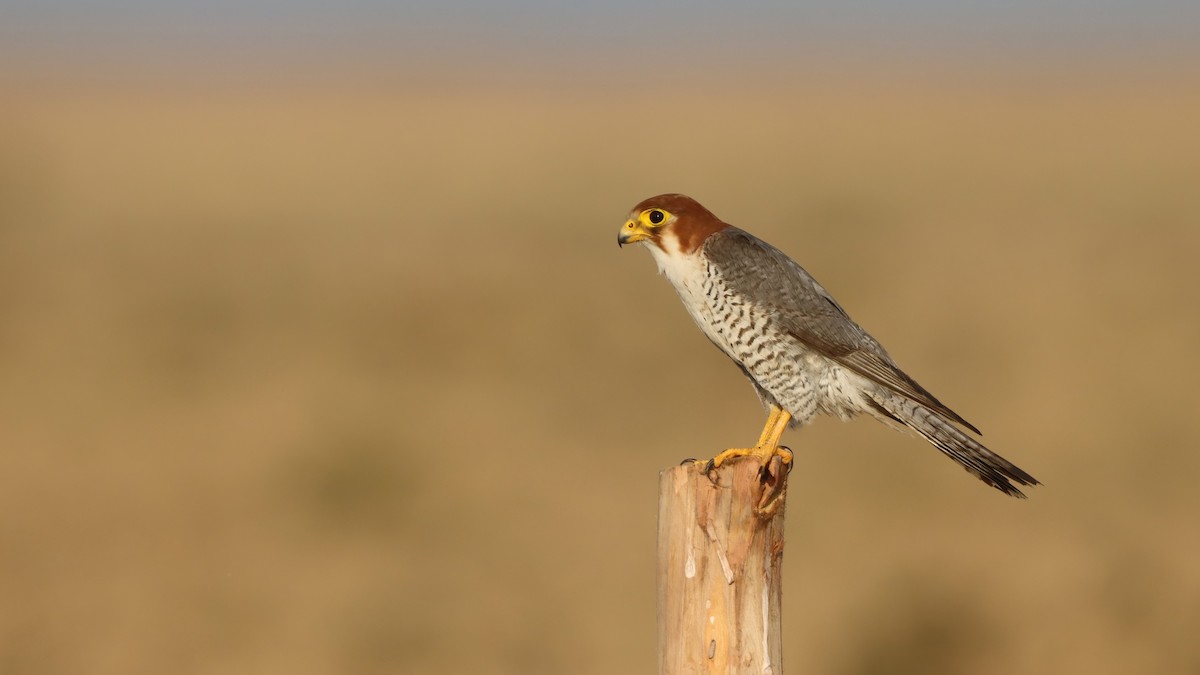 Red-necked Falcon - ML619761714