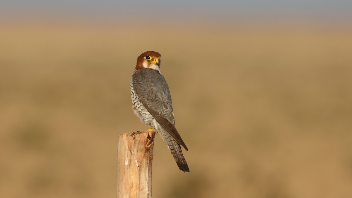 Red-necked Falcon - ML619761715