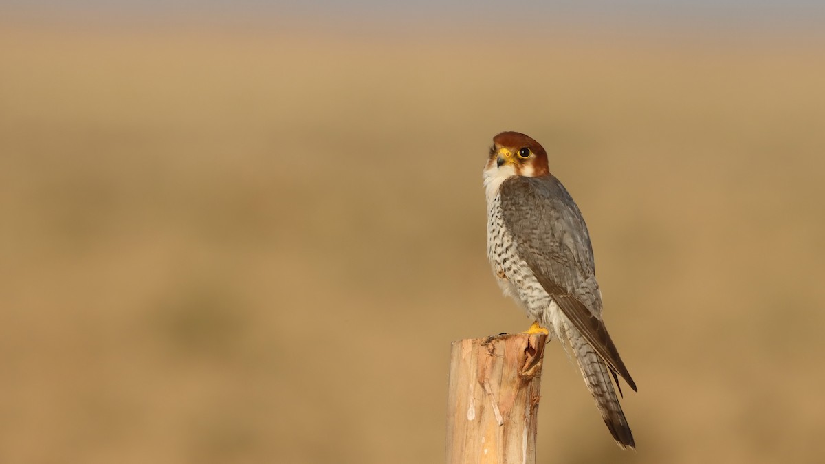 Red-necked Falcon - ML619761716