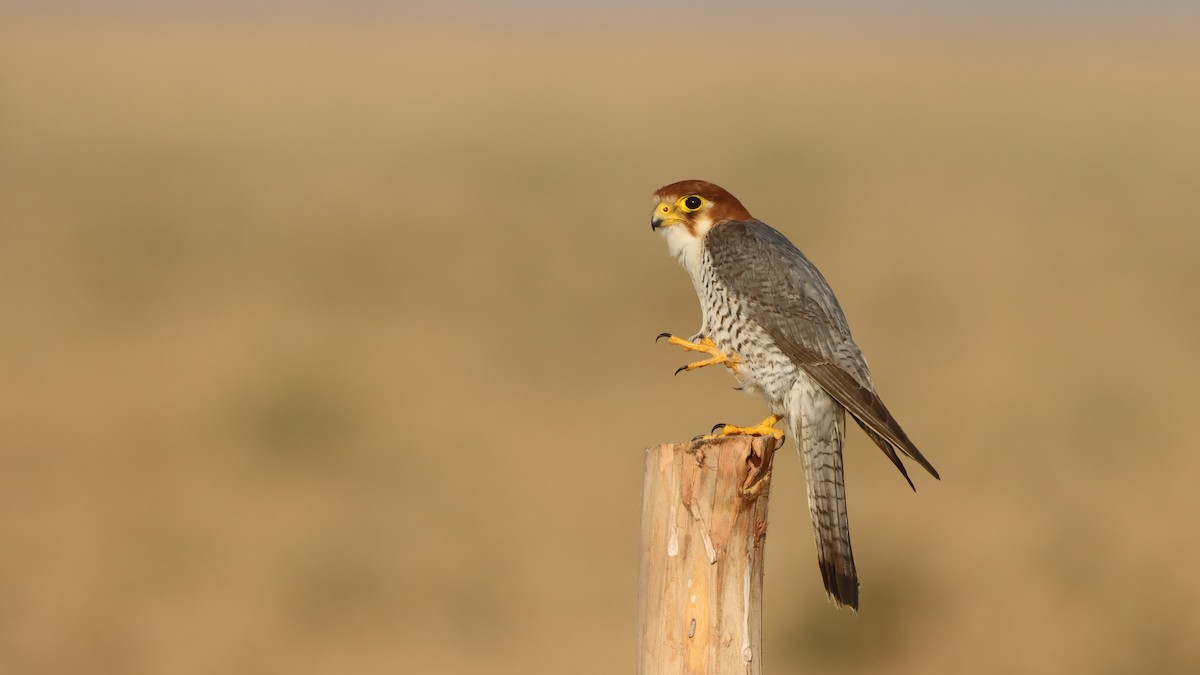 Red-necked Falcon - ML619761717