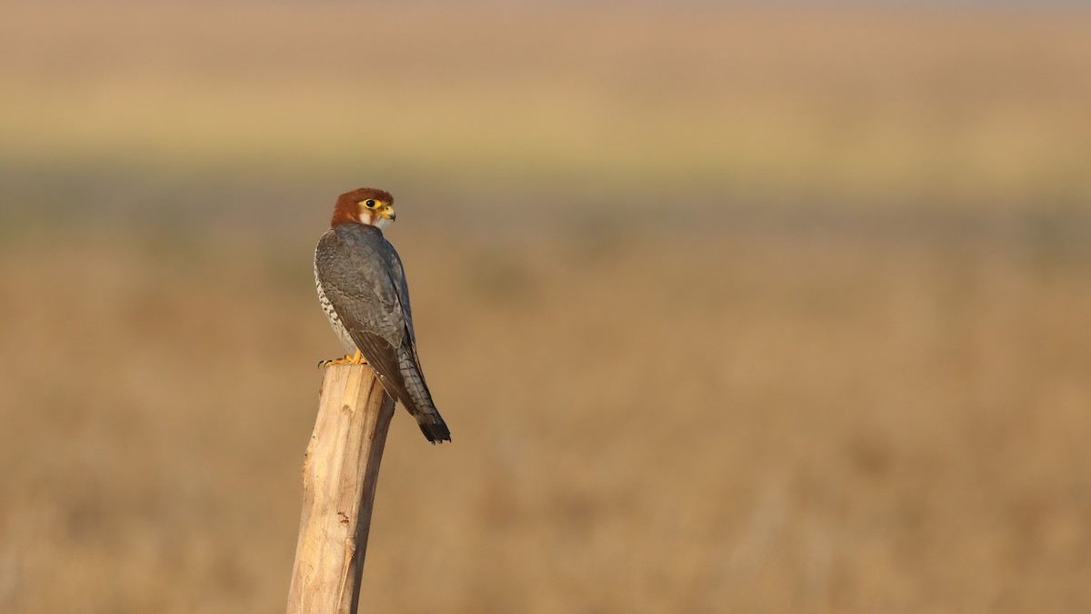 Red-necked Falcon - ML619761718