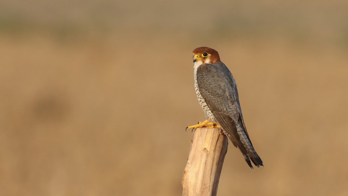 Red-necked Falcon - ML619761719