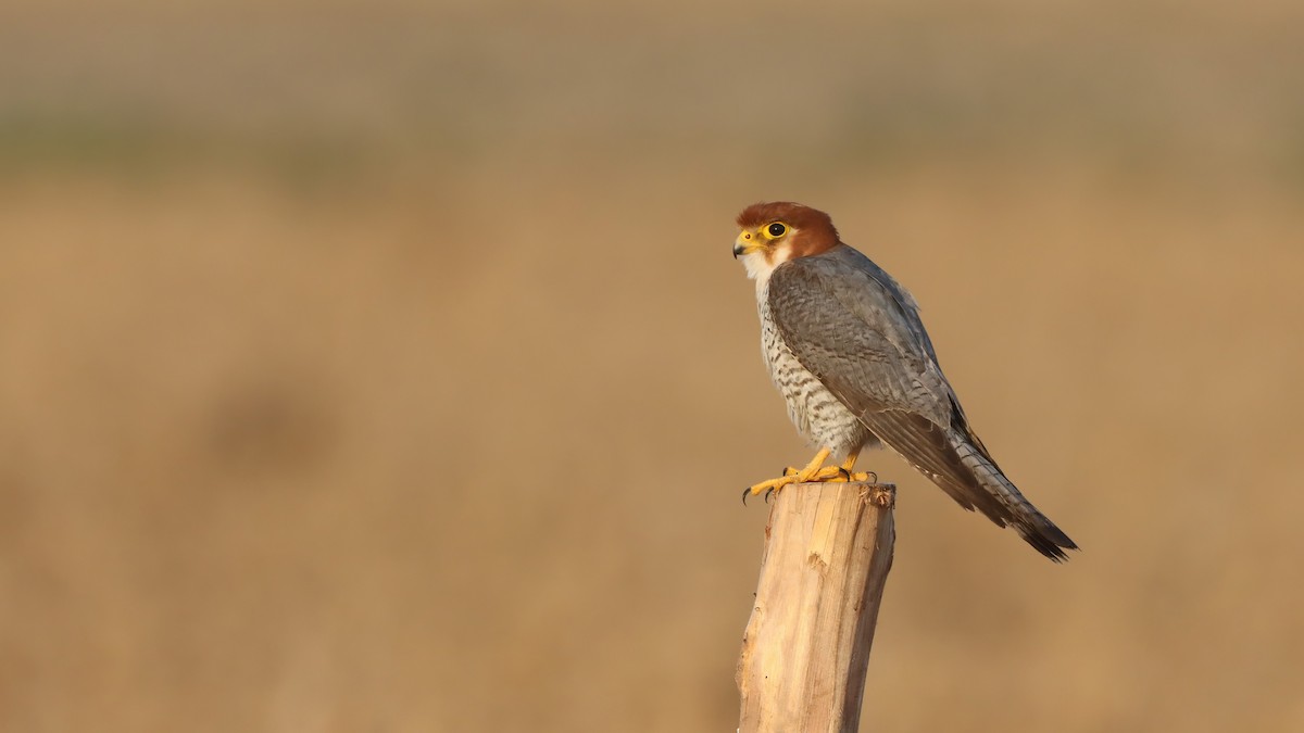 Red-necked Falcon - ML619761720