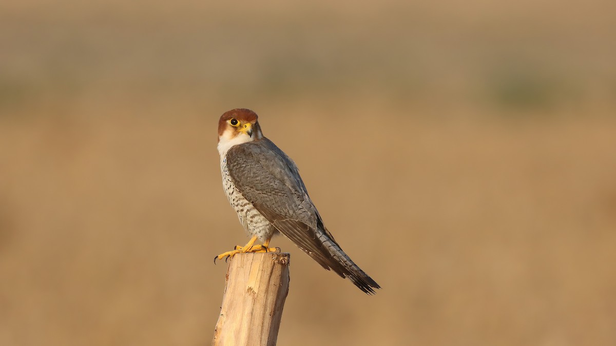 Red-necked Falcon - ML619761721