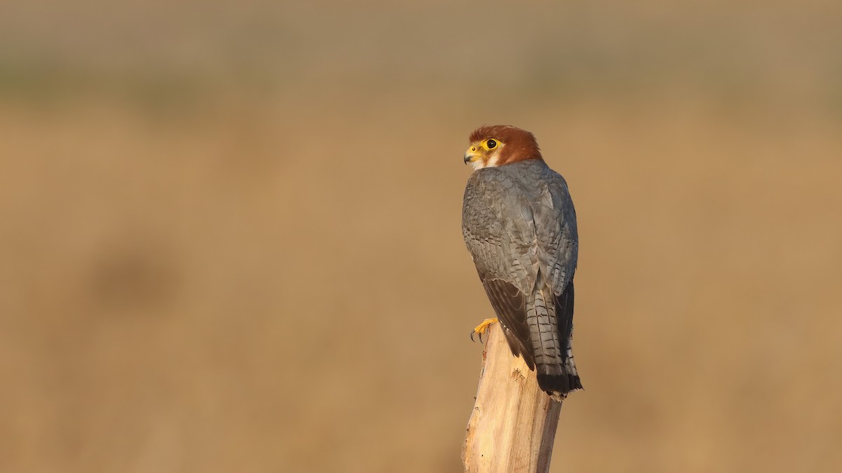 Red-necked Falcon - ML619761722