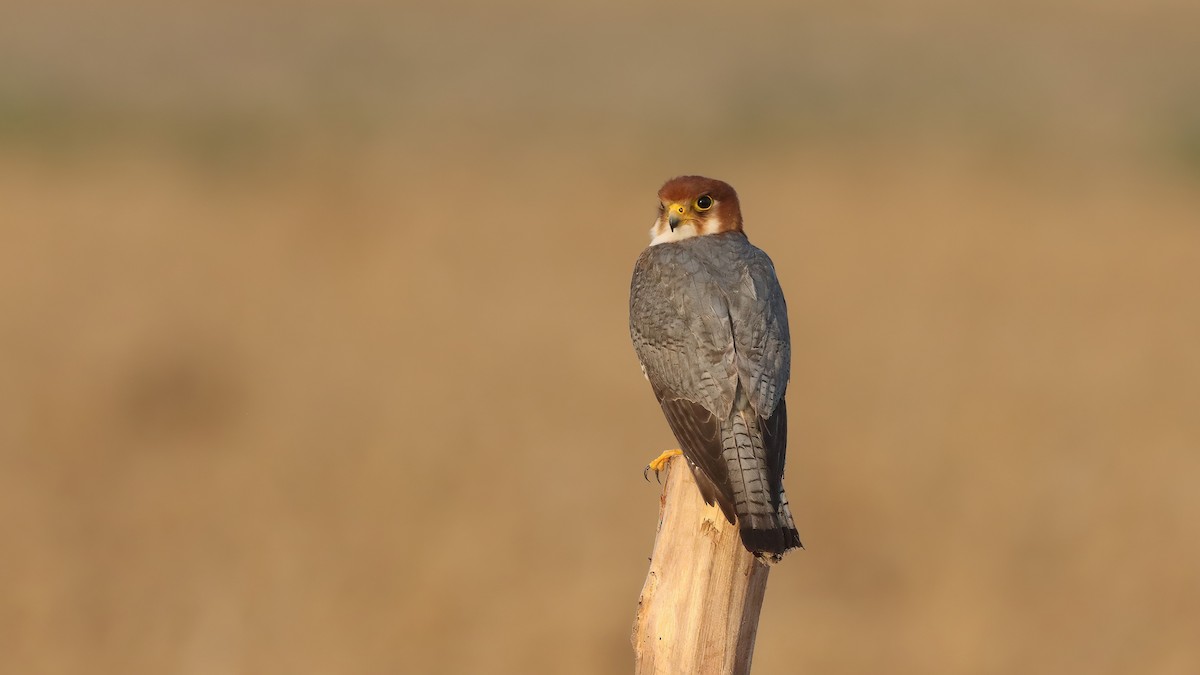 Red-necked Falcon - ML619761723
