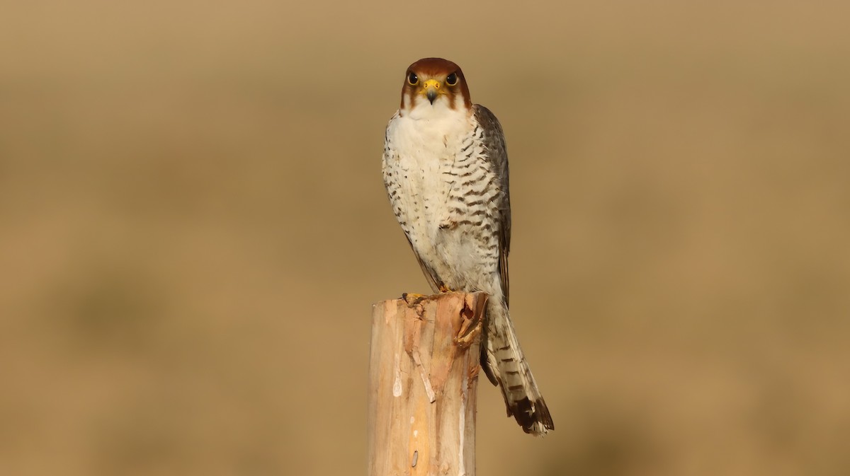 Red-necked Falcon - ML619761724