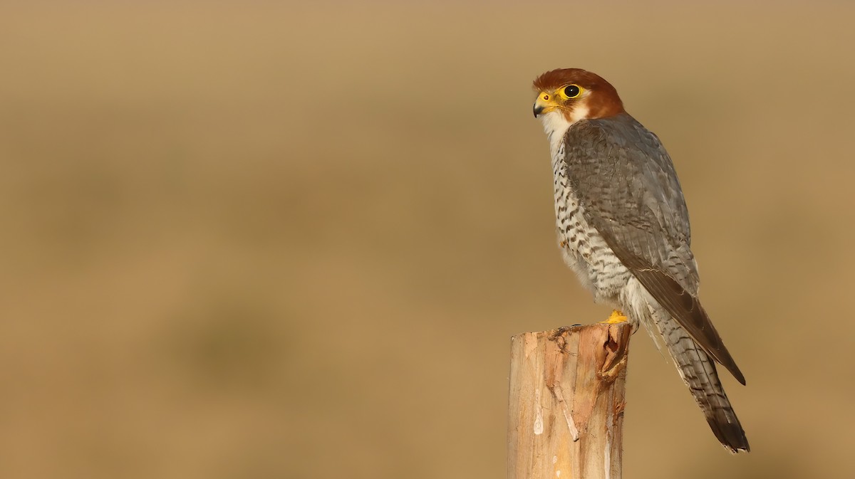 Red-necked Falcon - ML619761725