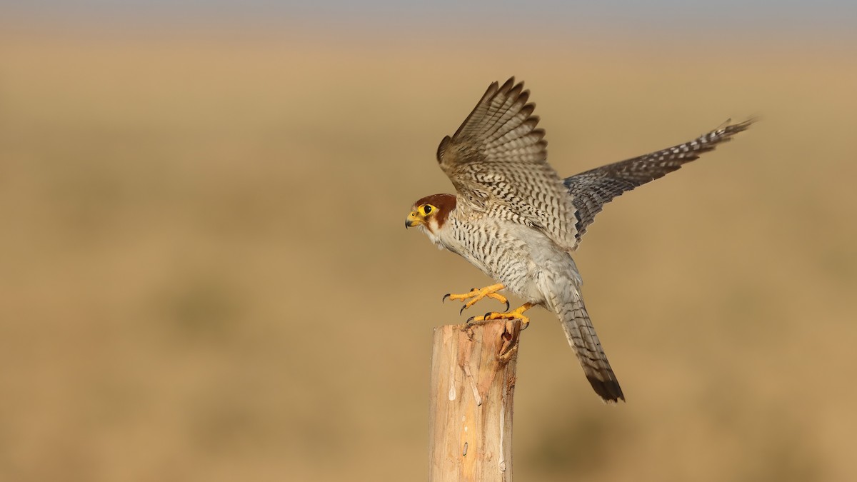 Red-necked Falcon - ML619761726