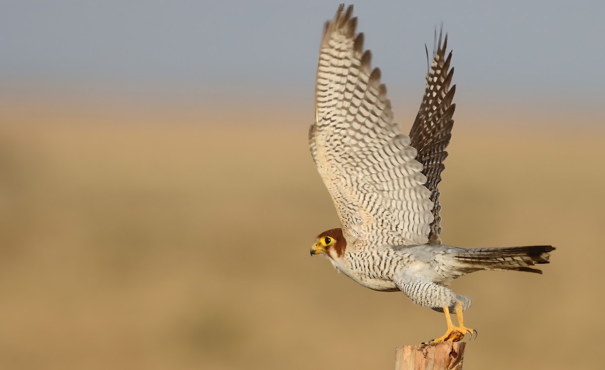 Red-necked Falcon - ML619761727