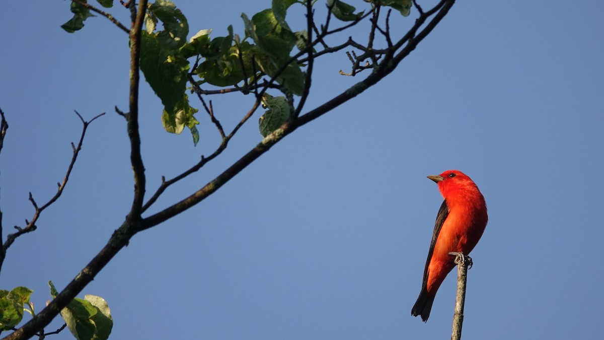 Scarlet Tanager - ML619761733