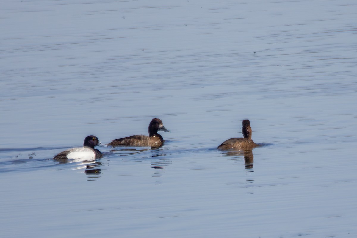 Greater Scaup - ML619761740