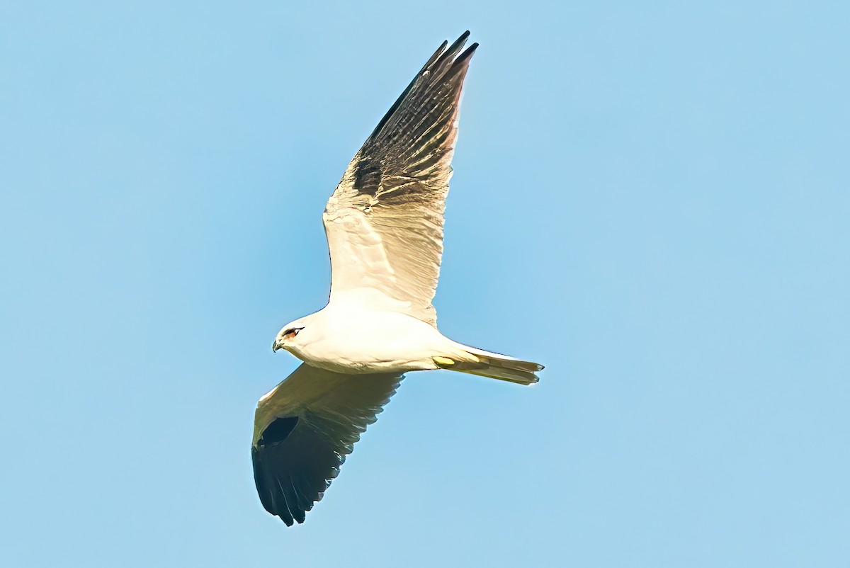 Black-shouldered Kite - ML619761763