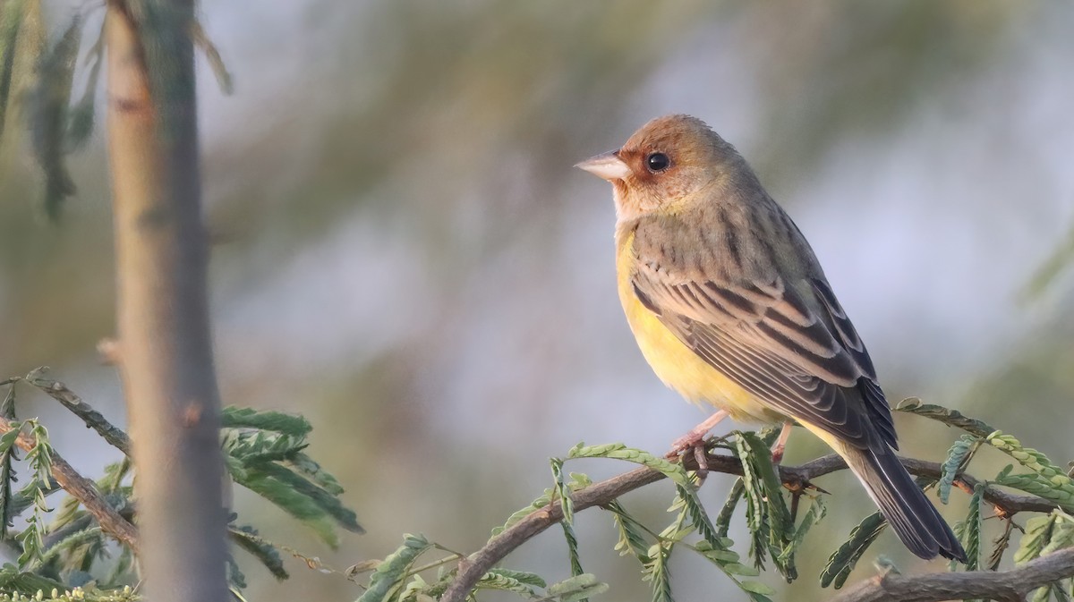Red-headed Bunting - ML619761771