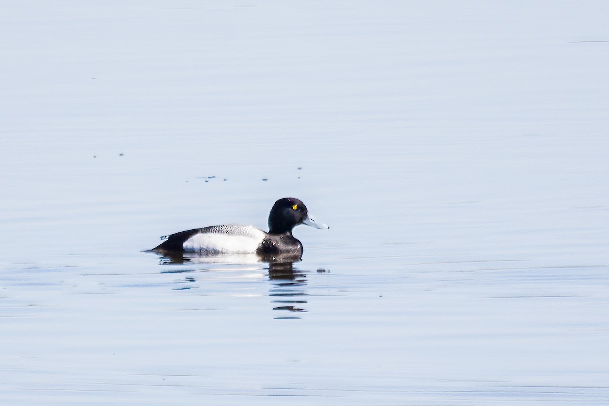 Greater Scaup - ML619761772