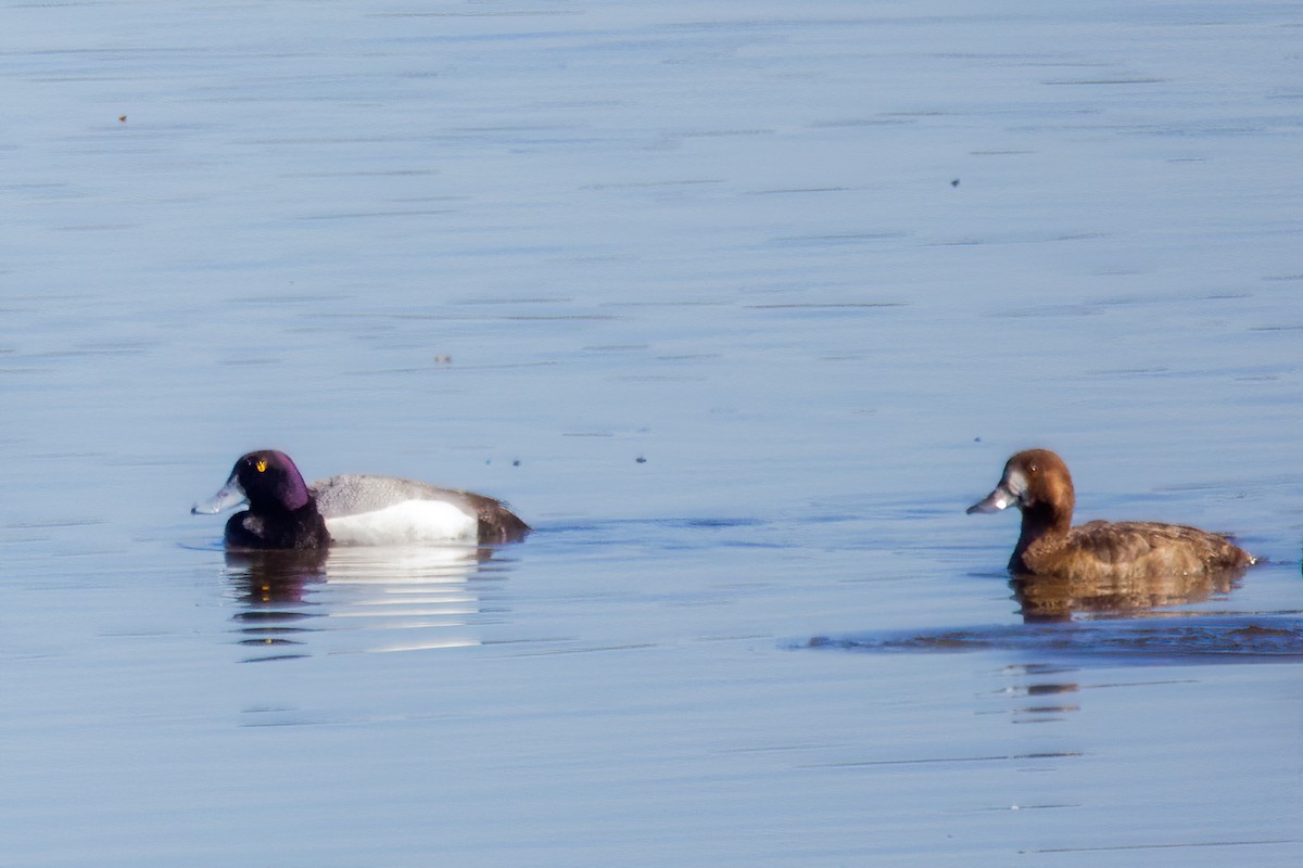 Greater Scaup - ML619761773