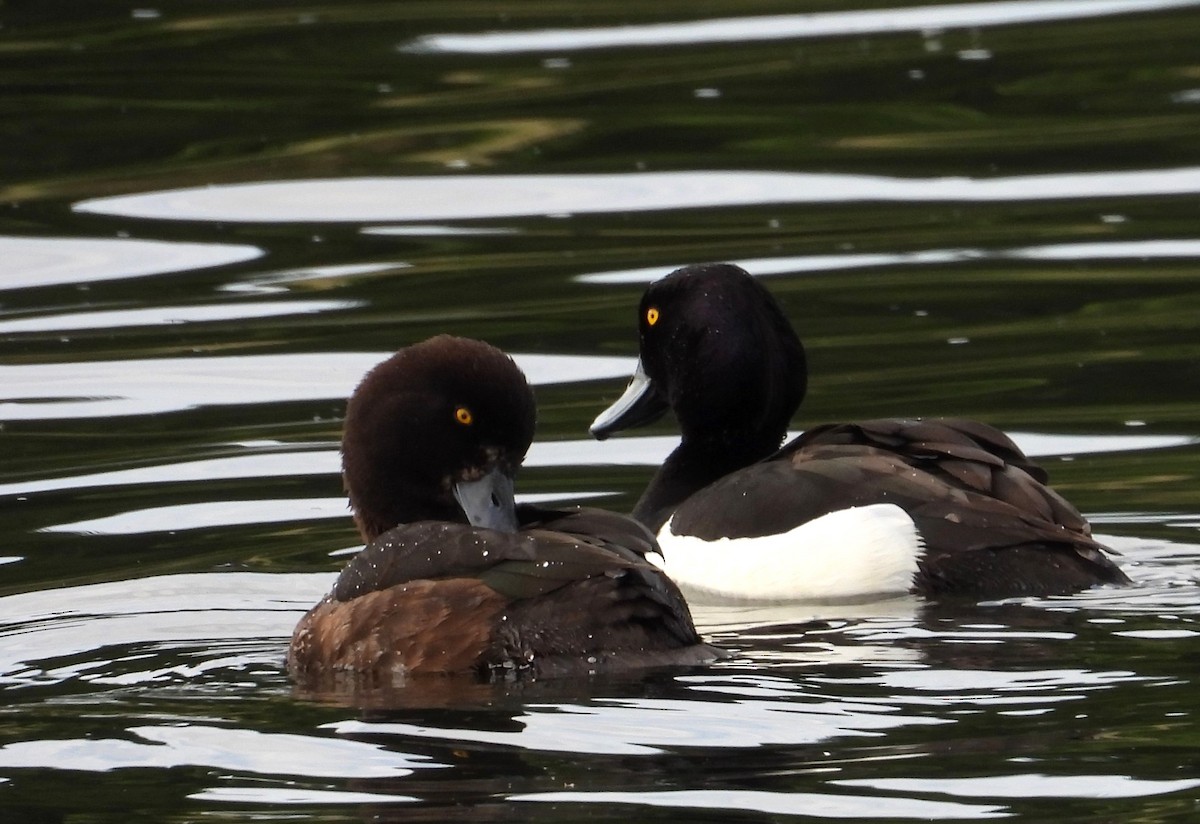 Tufted Duck - ML619761811