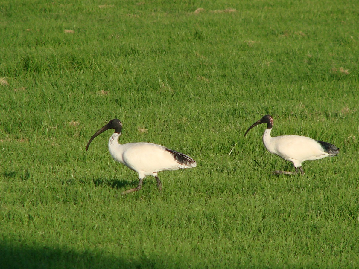 ibis australský - ML619761833