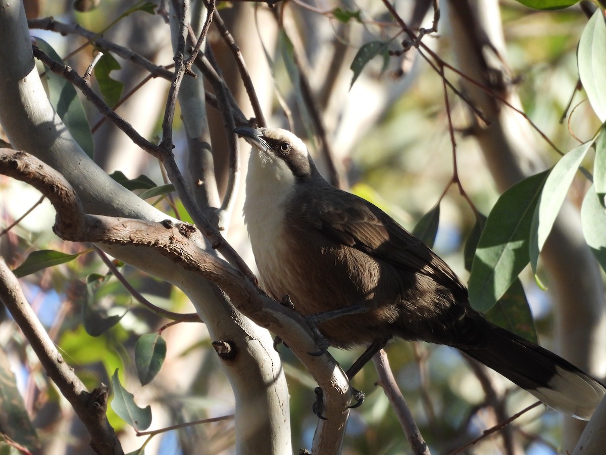 Gray-crowned Babbler - ML619761849