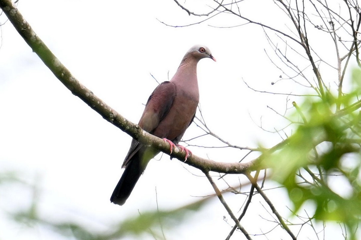 Pale-capped Pigeon - ML619761870