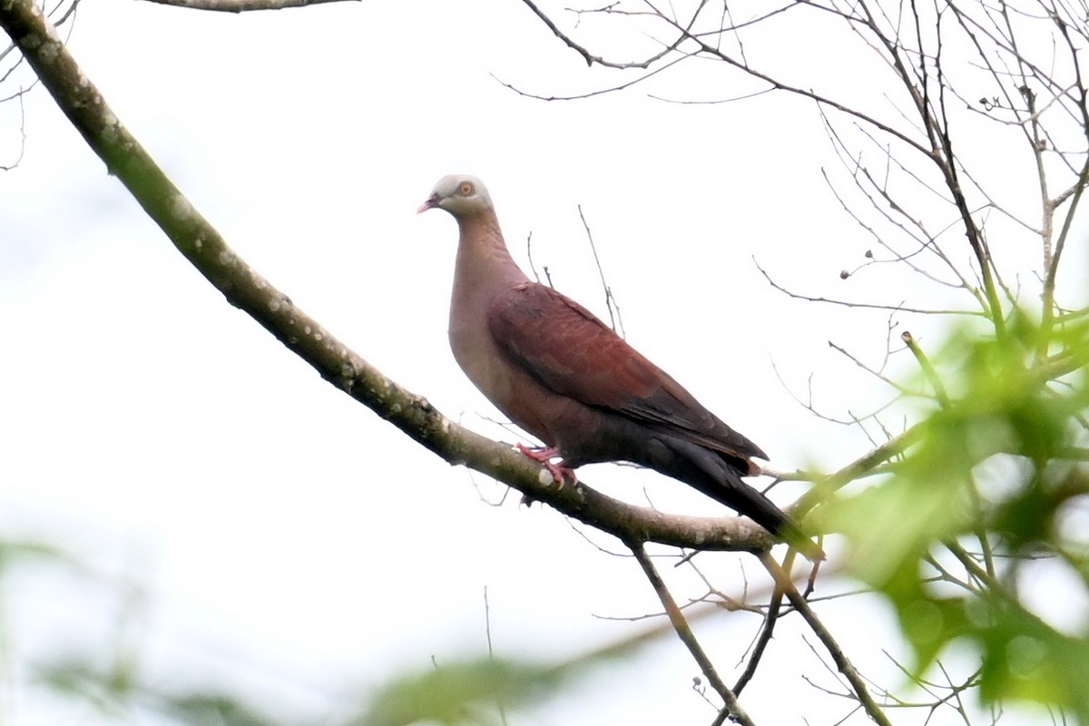 Pale-capped Pigeon - ML619761871