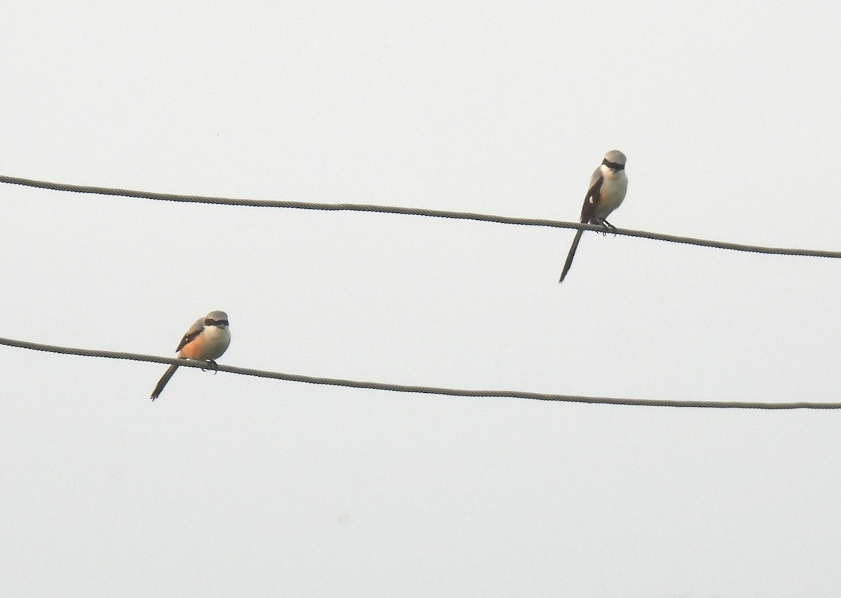 Long-tailed Shrike - ML619761874