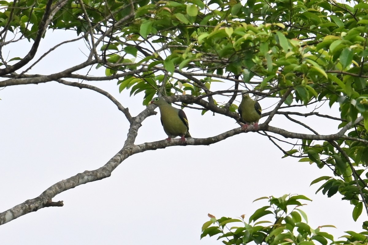 Thick-billed Green-Pigeon - ML619761883