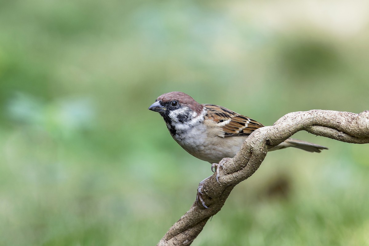 Eurasian Tree Sparrow - ML619761906