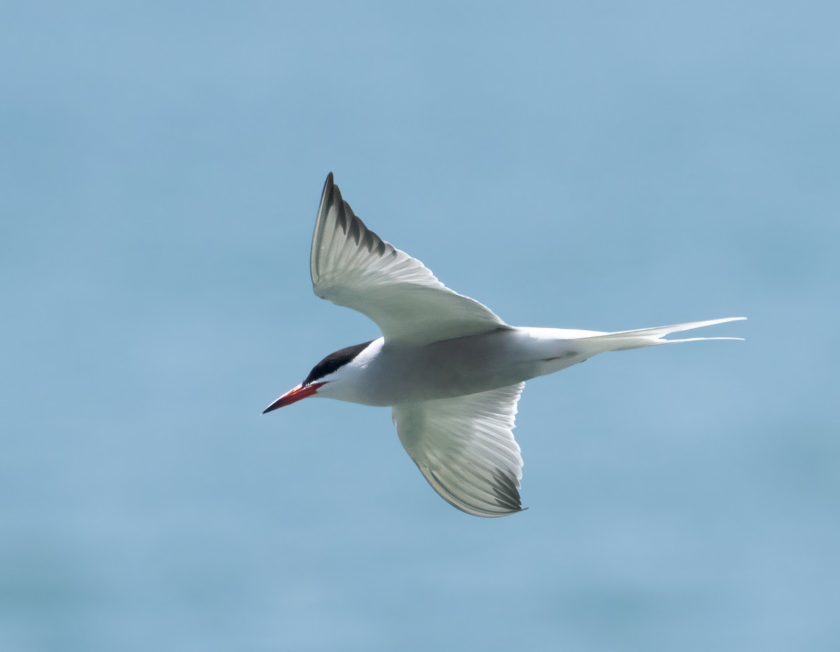 Common Tern - ML619761908