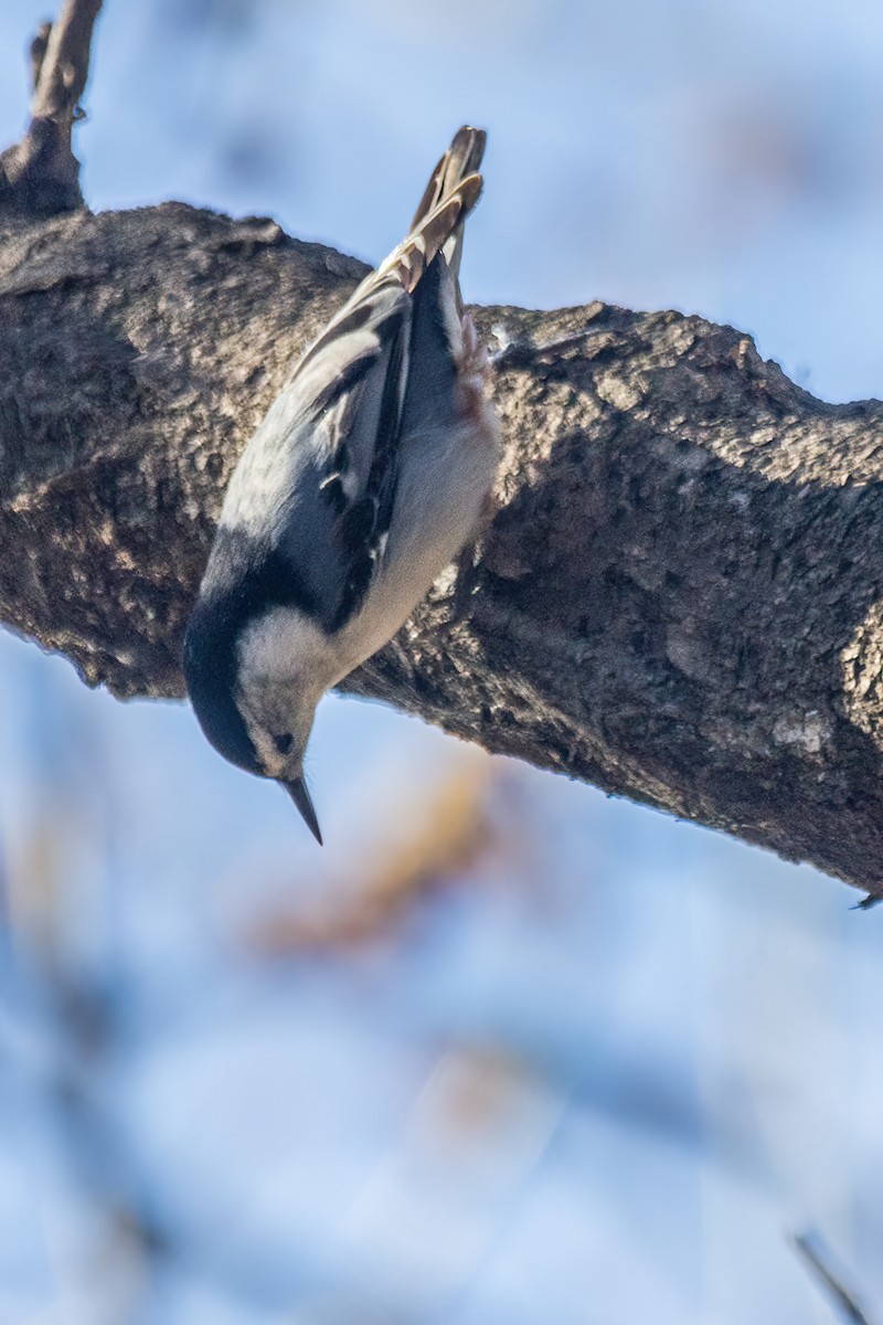 White-breasted Nuthatch - ML619761986