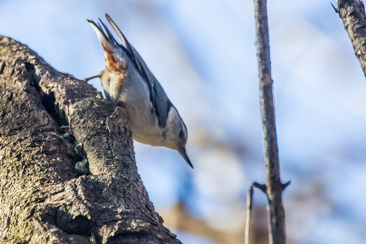 White-breasted Nuthatch - ML619761987