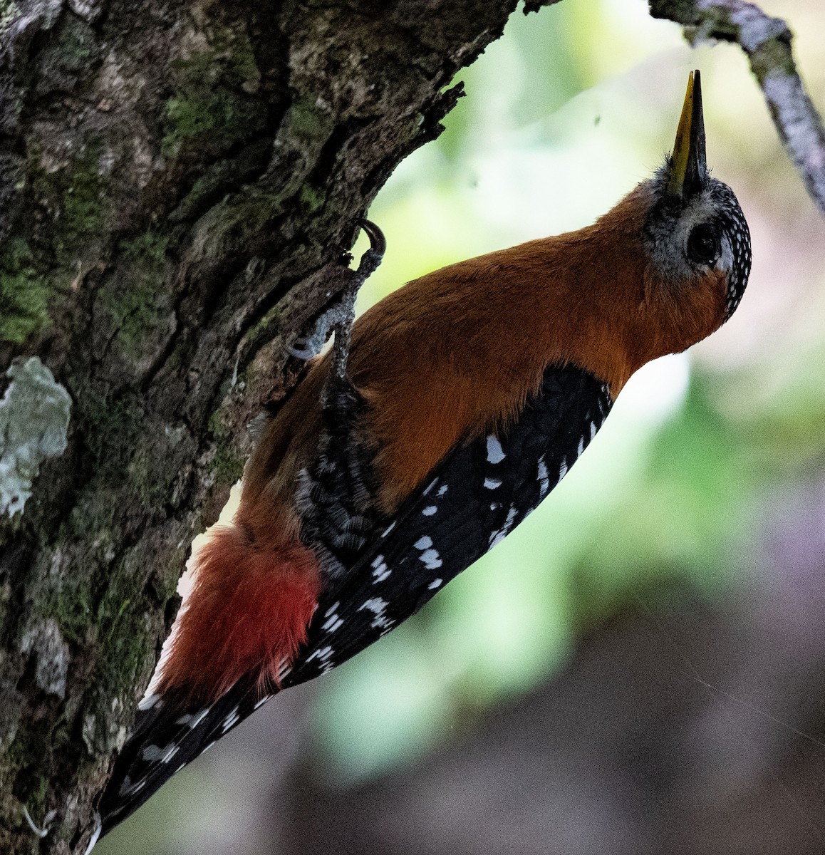 Rufous-bellied Woodpecker - ML619762033