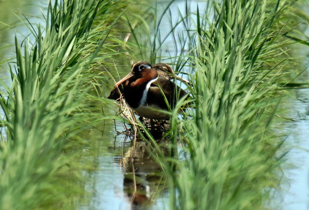 Greater Painted-Snipe - ML619762041