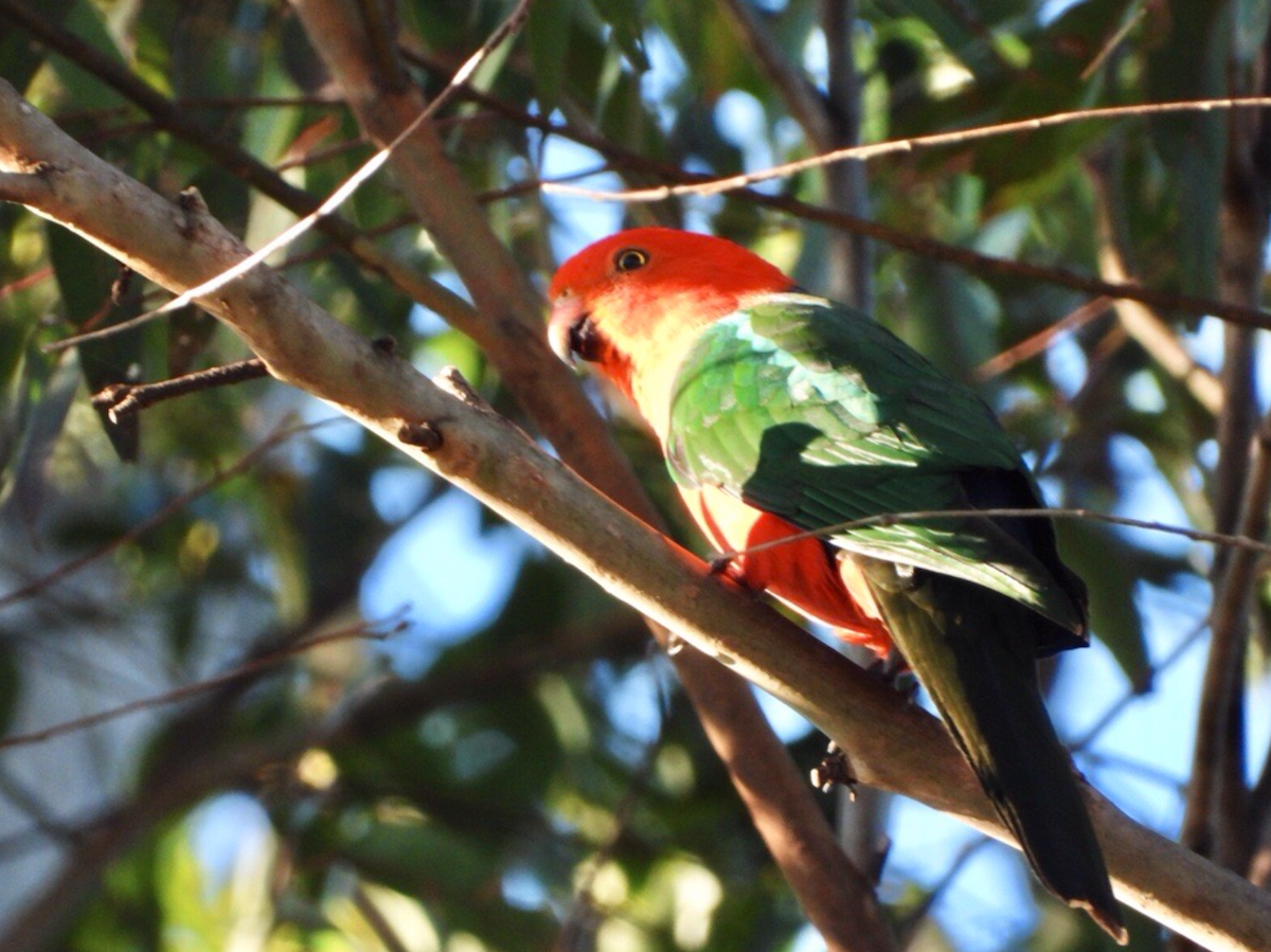 Australian King-Parrot - ML619762055
