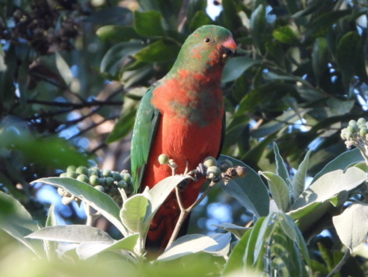 Australian King-Parrot - ML619762058