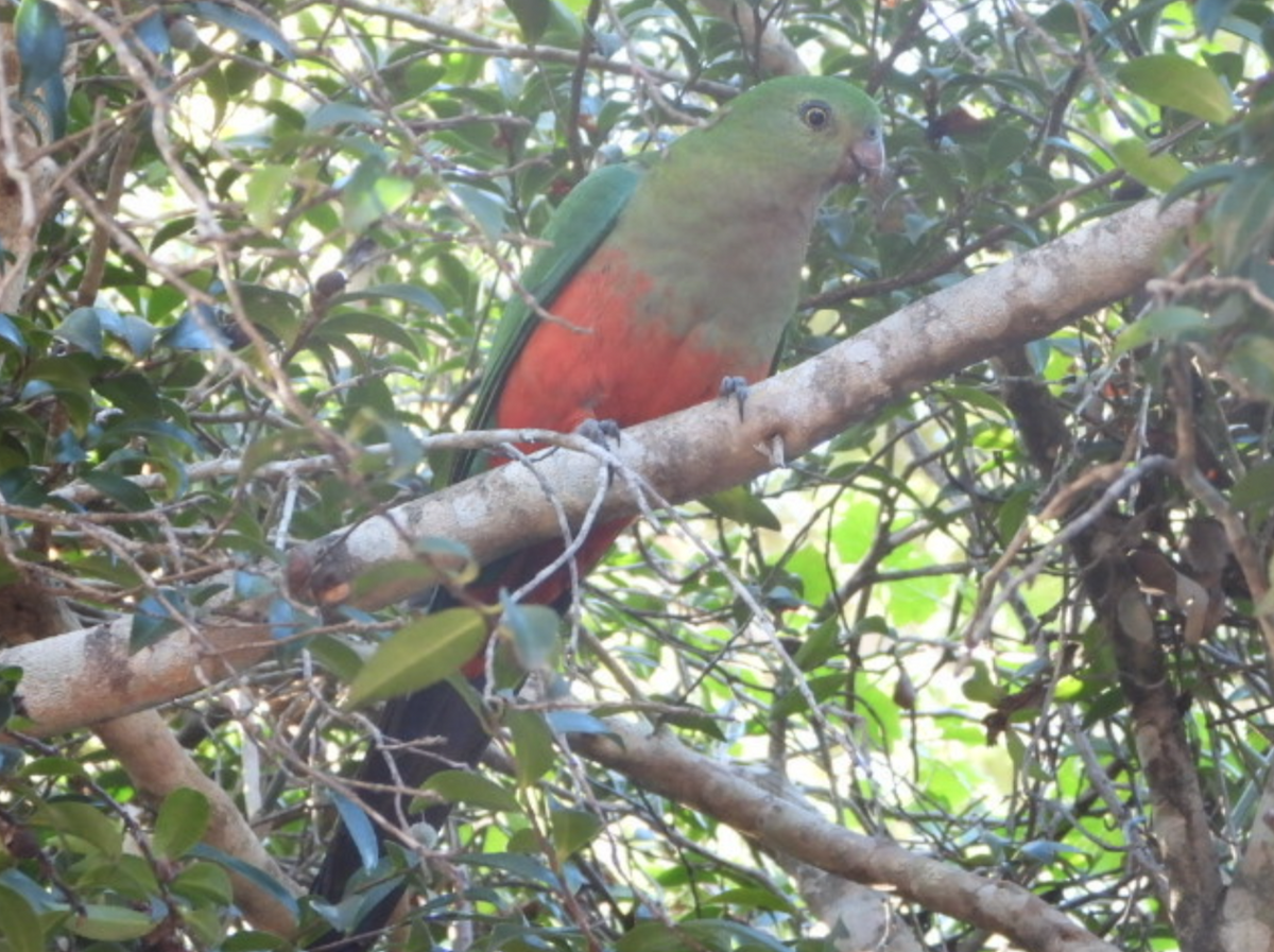 Australian King-Parrot - ML619762060