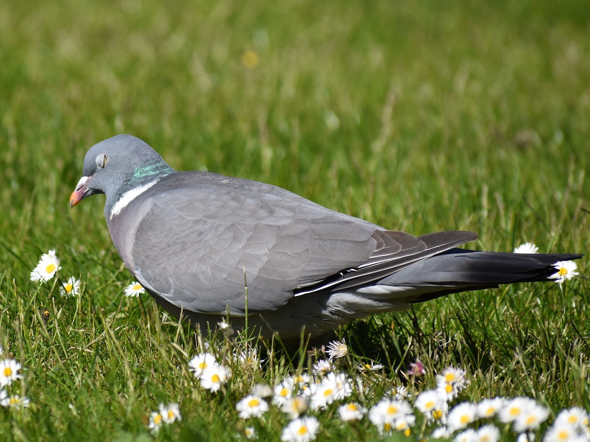 Common Wood-Pigeon - ML619762061